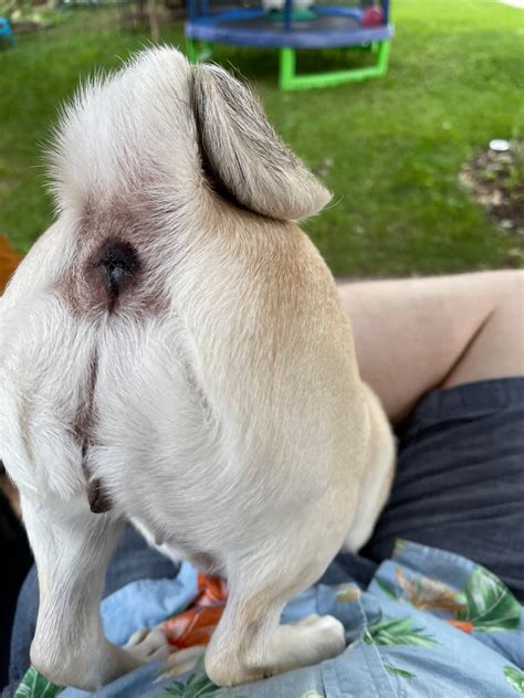 Ooh, look at my fancy butthole! : r/pugs
