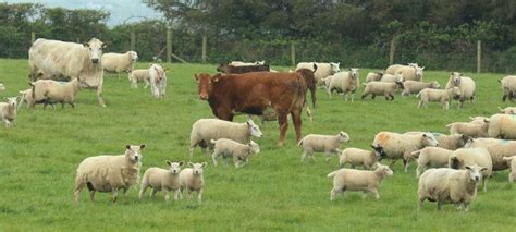 Why is BRUCELLOSIS DISEASE in News