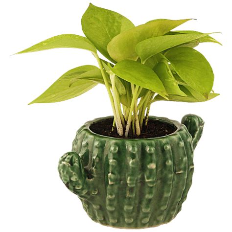 Buy Leafy Tales Ceramic Cactus Shape Pot - Strong, Durable, For Indoor ...
