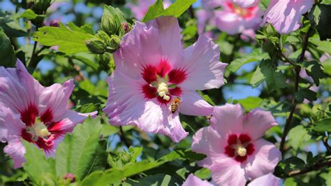 Your Rose Of Sharon Needs Pruning This Time Of Year For Stunning Blooms ...