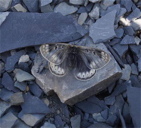 Generalization of backpropagation with application to a recurrent gas market model | Zenodo