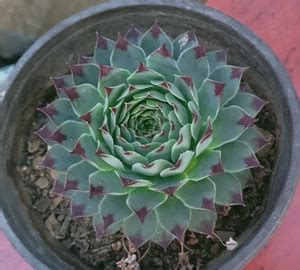 Succulent Rohia Plant Price in India - Buy Succulent Rohia Plant online ...