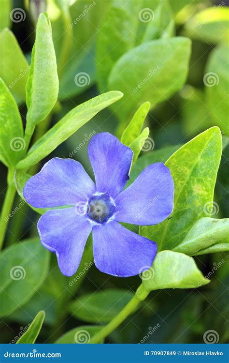 Healing Vinca minor stock image. Image of herb, plant - 70907849