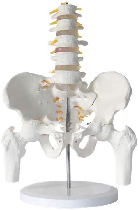 Buy BNFD Model of human organ/Female model Pelvic pelvic of the leg and ...