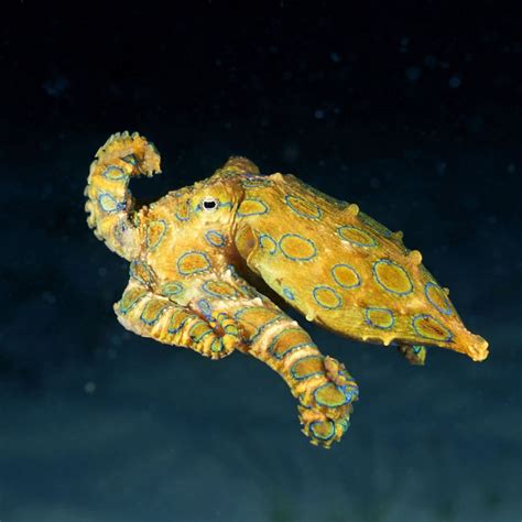Blue-Ringed Octopus Venom 的图像结果
