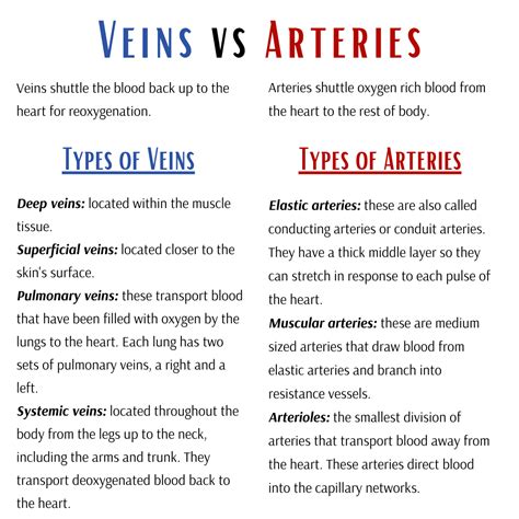 6 Explain the Differences Between an Artery and a Vein - Brennan-has-James