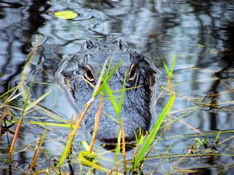 Free Images : tree, nature, forest, swamp, leaf, wildlife, jungle, insect, autumn, predator ...