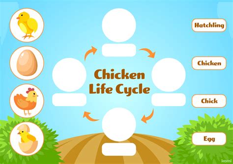 Chicken Life Cycle for Teachers | Perfect for grades 3rd, 4th | Science ...