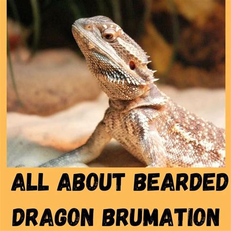 Bearded Dragon Brumation - A Complete Guide (With Photos)