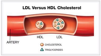 Image result for HDL Components Code