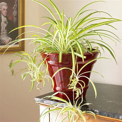 Spider Plants Are One of the Most Recognizable Plants for Indoor ...