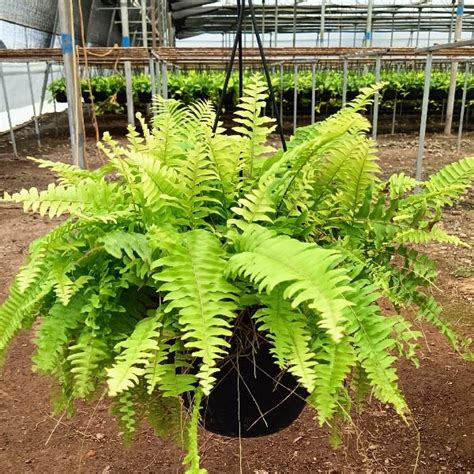 Buy Nephrolepis exaltata aurea, Golden Fern, Pivla Fern - (Hanging ...