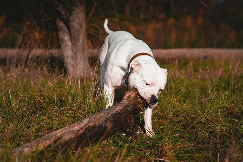 Understanding American Bulldog Lifespan and Its Key Factors