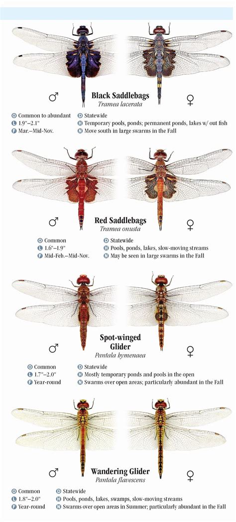Dragonflies of Texas – Quick Reference Publishing Retail
