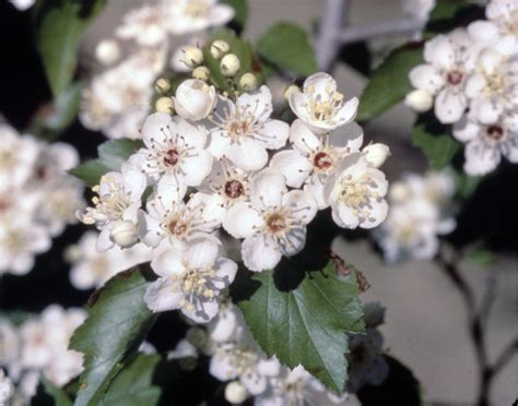 Missouri State Floral Emblem - Missouri Secretary of State