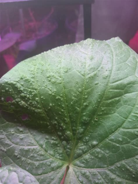 If kavalactones are fat soluble does that mean they accumulate in the ...