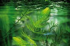 plante d eau plantes oxyg 233 nantes pour un bassin de jardin 233 quilibr 233 plante d eau plantes oxyg 233 nantes pour un bassin de jardin 233 quilibr 233