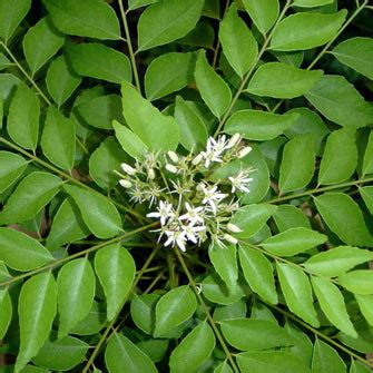 Curry Leaf plant- KITCHEN Plants & Tree– Exotic Flora