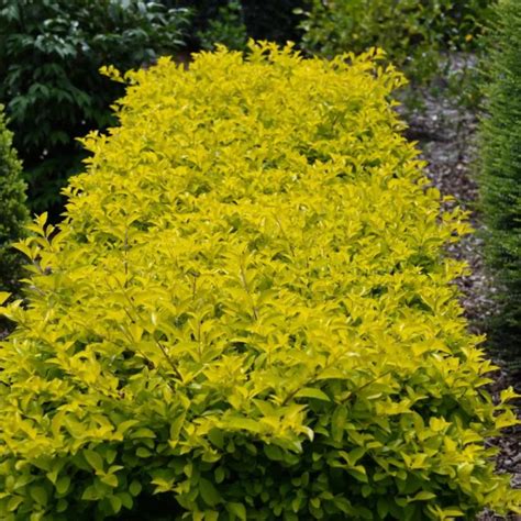 Golden Duranta Hedge (Duranta Sheenas Gold) - Plant – Lalit Enterprise