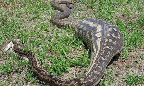 Python Eating Kangaroo 的图像结果