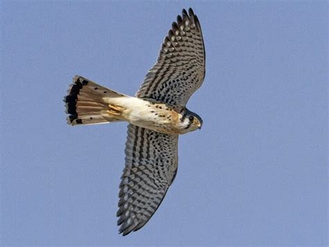 Image result for Merlin In-Flight