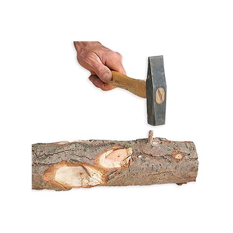 P. Ostreatus Mycelium Pellets | Boost Immunity