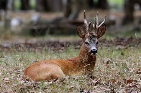 Roe Deer (Cervus capreolus) By Josh Rafin - Wild Deer & Hunting Adventures
