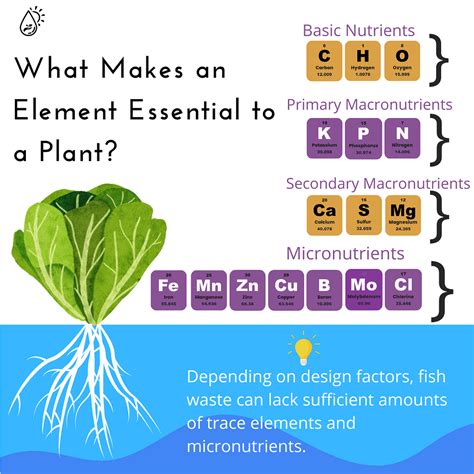What Makes an Element Essential to a Plant? - The Aquaponics Association Community