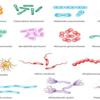 Image result for Classification of Bacteria