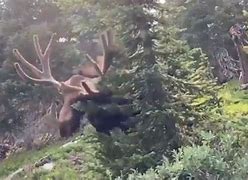 Image result for Moose attacks woman