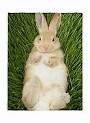 Image result for Rabbit Bedding