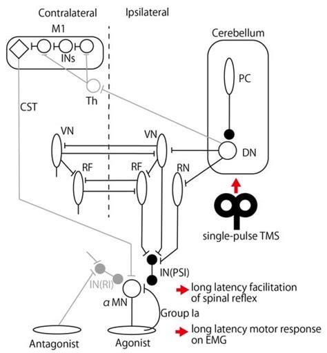 Cerebellar TMS Induces Motor Responses Mediating Modulation of Spinal ...