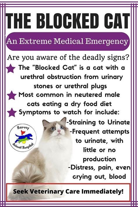 cat urinary blockage