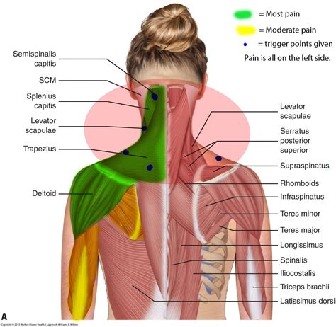 BPC-157 Injection & Dosage : r/Peptides