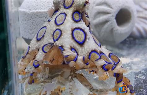 蓝环章鱼的毒没有解药 蓝环章鱼毒素来源于什么 _八宝网