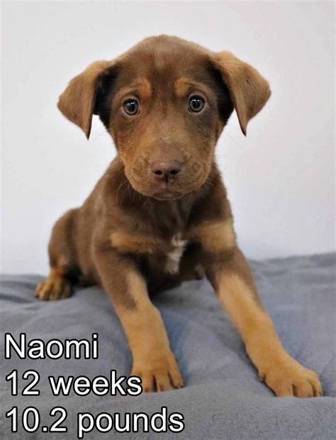 Tender Loving Care Animal Shelter