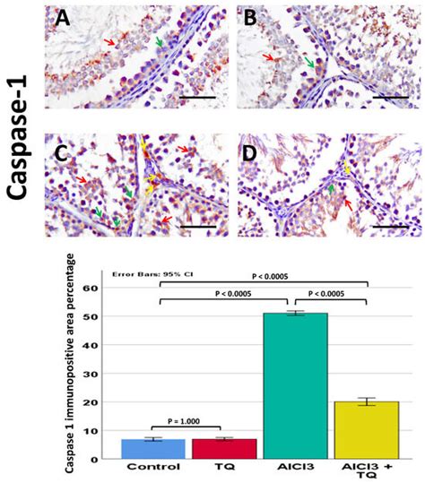 Thymoquinone Attenuates Aluminum Chloride-Induced Testicular Injury by ...
