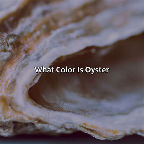 What Color Is Oyster - colorscombo.com