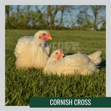 Raising Meat Birds: A Guide to Getting Started | Meyer Hatchery Blog