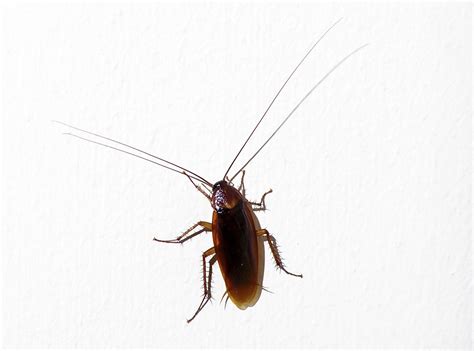 What Do Water Roaches Look Like at Irish Lin blog