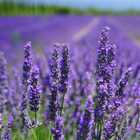 lavender | Health Topics | NutritionFacts.org