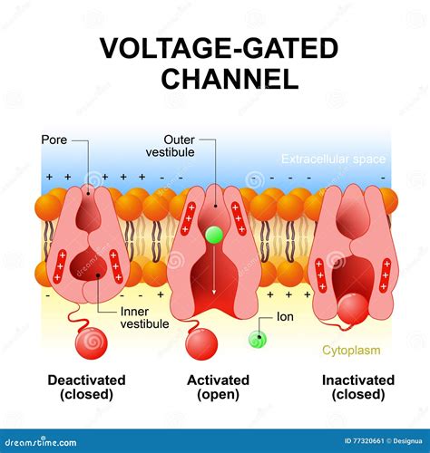 Voltage-gated channels stock vector. Illustration of neuron - 77320661