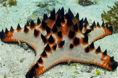 Chocolate Chip Sea Star (Protoreaster nodosus) – Complete Care Guide ...