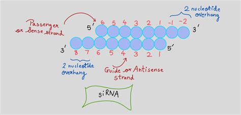 RNA Interference Diagram 的图像结果