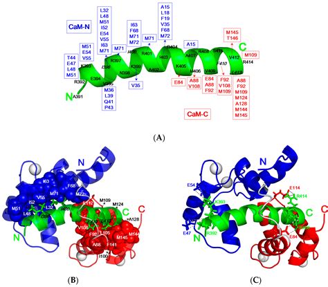 The Recognition of Calmodulin to the Target Sequence of Calcineurin—A ...