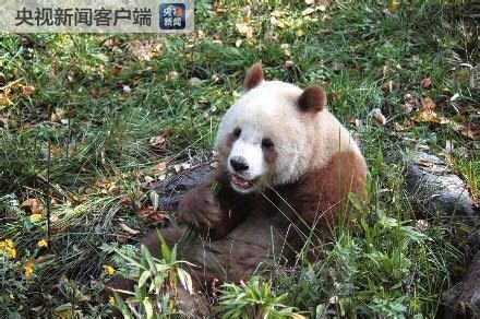 世界上唯一的圈养棕色大熊猫成功配对(图)|大熊猫|七仔|棕色_新浪新闻