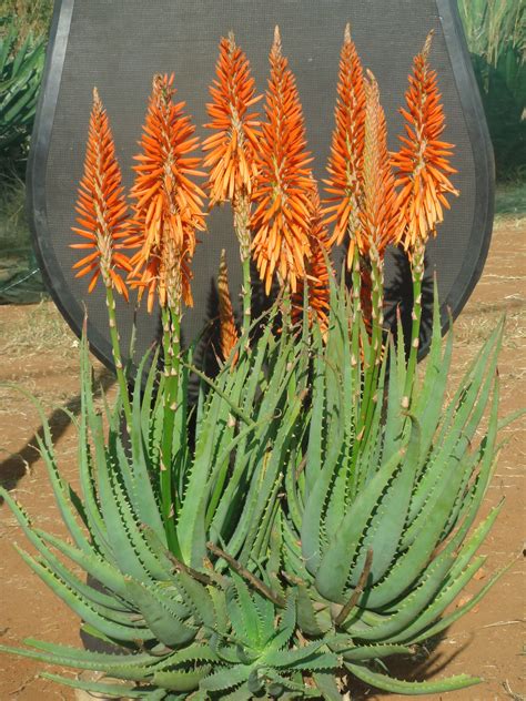 Aloe Vera Flower - Database Plants