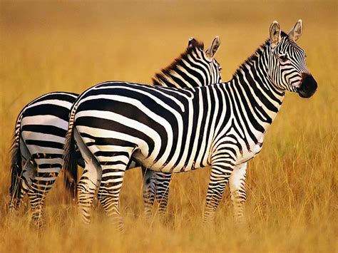 Download A Herd of Zebras Gathering in the Safari | Wallpapers.com