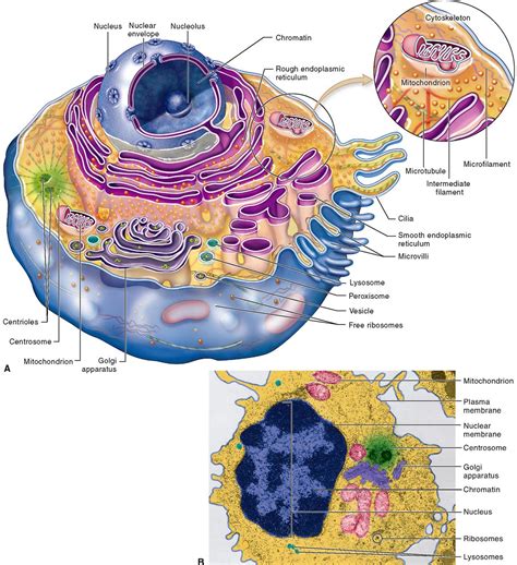 Anatomy of Cells | Basicmedical Key