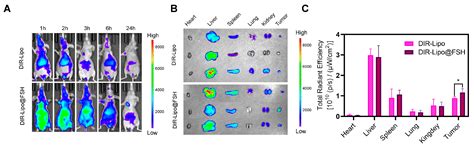 Synergistic Effects of Chemotherapy and Phototherapy on Ovarian Cancer ...